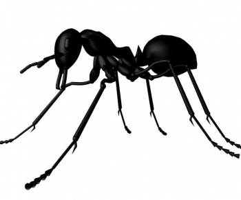 现代动物蚂蚁-ID:208694663
