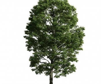 Modern Tree-ID:401193752