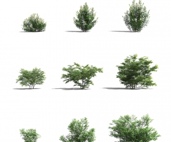 Modern Shrubbery-ID:347259589