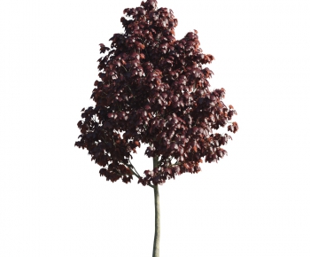 Modern Tree-ID:286842365