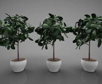 Modern Potted Green Plant-ID:262367823