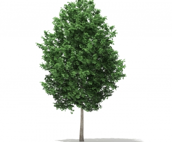 Modern Tree-ID:805344797