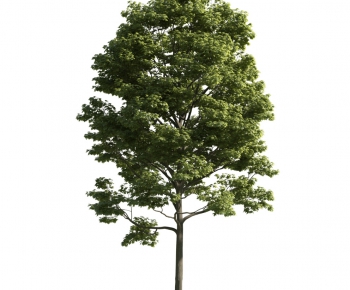 Modern Tree-ID:581665531