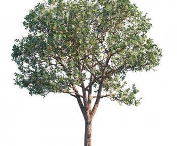 Modern Tree-ID:144807214