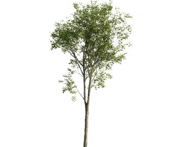 Modern Tree-ID:412121159