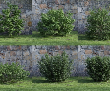 Modern Shrubbery-ID:746595332