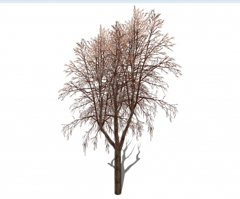 Modern Tree-ID:193551783