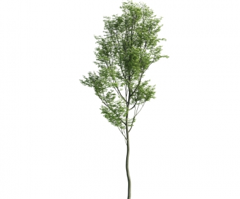 Modern Tree-ID:489290415