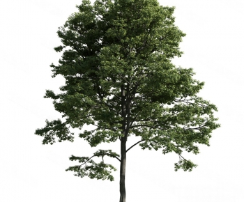 Modern Tree-ID:176246148