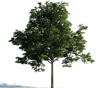 Modern Tree-ID:677857374