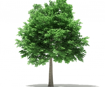 Modern Tree-ID:876252566