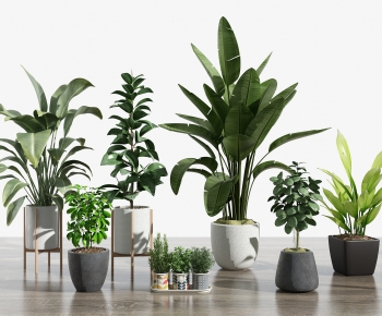 Modern Potted Green Plant-ID:574261255