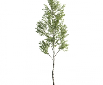 Modern Tree-ID:363398452