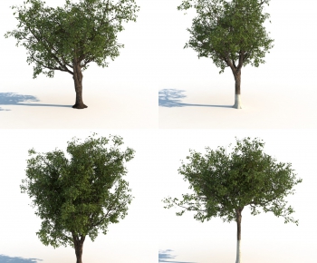 Modern Tree-ID:597244691