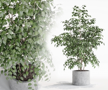 Modern Potted Green Plant-ID:206235227