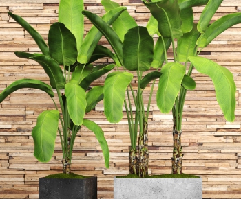 Modern Potted Green Plant-ID:213264127