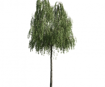 Modern Tree-ID:415838743