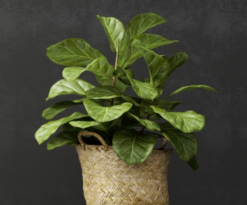 Modern Potted Green Plant-ID:353498971