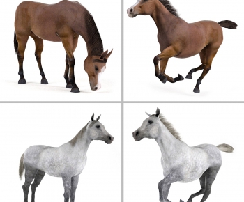 Modern Animal Horse-ID:697997438