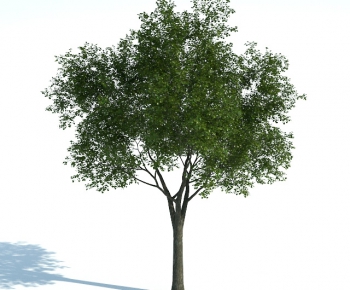 Modern Tree-ID:435911731