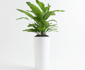 Modern Potted Green Plant-ID:416384689