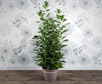 Modern Potted Green Plant-ID:277831129