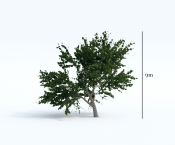 Modern Tree-ID:296058368