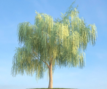 Modern Tree/shrub/grass-ID:166704495