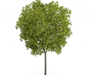 Modern Tree/shrub/grass-ID:249243468