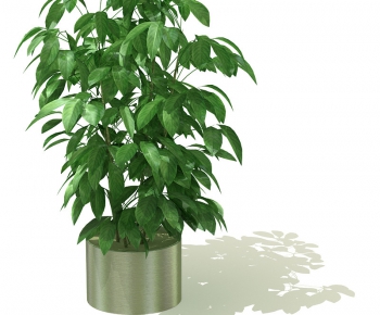Modern Potted Green Plant-ID:312052397