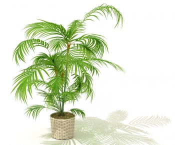 Modern Potted Green Plant-ID:508394145