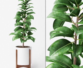 Modern Potted Green Plant-ID:454644581