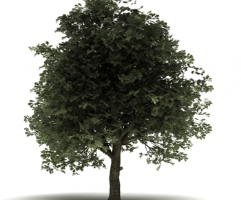 Modern Tree-ID:472196981