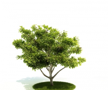 Modern Tree/shrub/grass-ID:502257895