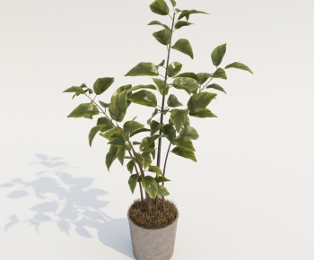 Modern Potted Green Plant-ID:670036641
