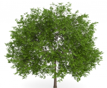 Modern Tree/shrub/grass-ID:109824758