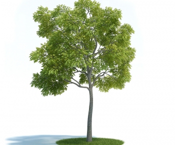 Modern Tree/shrub/grass-ID:539917597