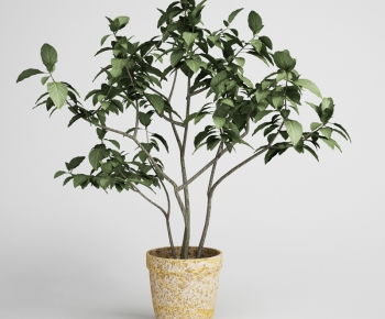 Modern Potted Green Plant-ID:409231866