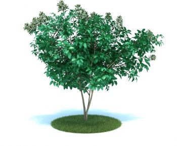 Modern Tree/shrub/grass-ID:632947615