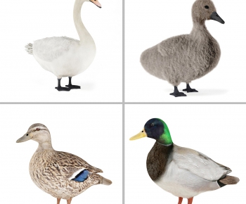 Modern Animal Duck-ID:673953847