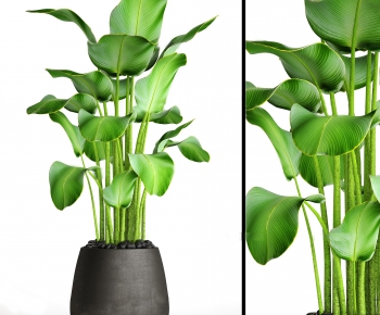 Modern Potted Green Plant-ID:223987177