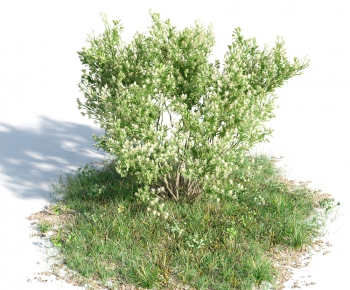 Modern Tree/shrub/grass-ID:818219734