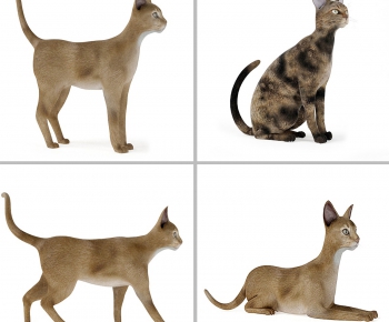 Modern Animal Cat-ID:705348425