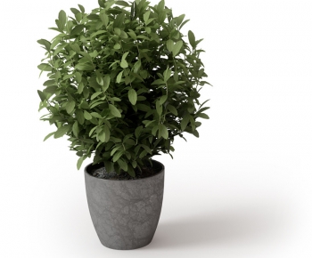Modern Potted Green Plant-ID:591584341