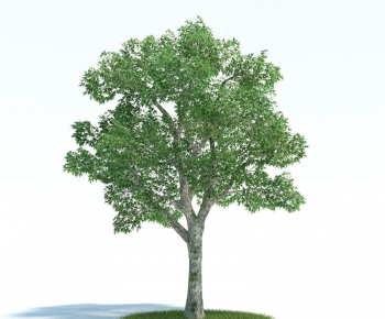 Modern Tree/shrub/grass-ID:629124375