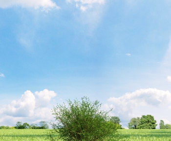 Modern Tree/shrub/grass-ID:535804366