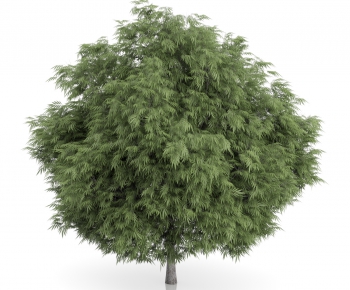 Modern Tree/shrub/grass-ID:437562718