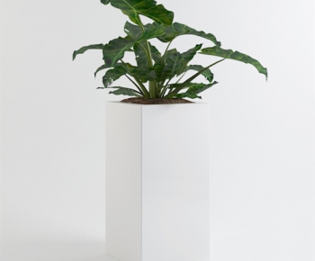 Modern Potted Green Plant-ID:440057992