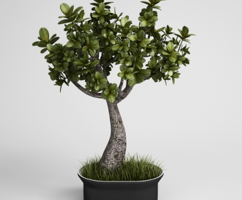 Modern Potted Green Plant-ID:469115939