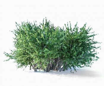 现代灌木绿植-ID:536326435